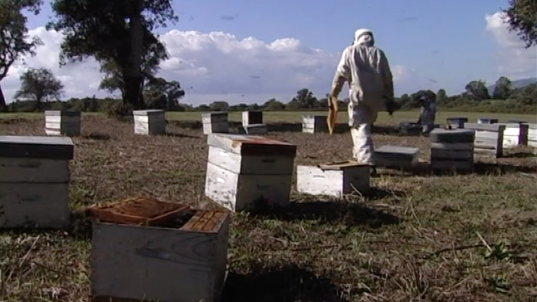 Le jardinier des abeilles