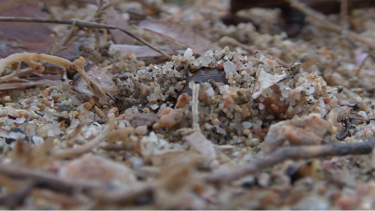 Sous le sable